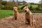 A pair of Airedale terriers look with a curious pose.