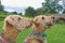 A pair of Airedale terriers posing for a treat.