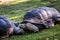 A pair of Aldabra tortoise slowly greet each other at a Zoo in California