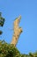 Pair of Alexandrine Parakeets Perching on the Resin Tree