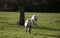 A pair of Alpacas grazing on grass in green field next to tree