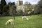 A pair of Alpacas grazing on grass in orchard with church in background