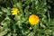 Pair of amber yellow flowers of Calendula officinalis