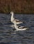 A pair of American avocet in non-breeding plumage