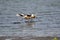 Pair of American Avocet Recurvirostra americana foraging along Lake Chapala