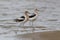 Pair of American Avocets on a Beach