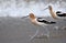 A pair of American avocets hunting in the surf