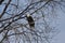 A Pair of American Bald Eagles on Alert
