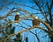 Pair of American bald eagles perched on branches