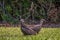 A pair of the American Black Vultures in Flamingo Campground.Everglades National Park.Florida.USA