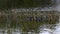 Pair of American Coot, Fulica americana, in marsh