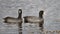 A pair of American coots