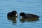 A pair of American Coots looking for food while swimming