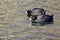 Pair of American Coots Swimming Across the Water
