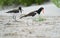 A pair of American Oystercatchers