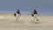 Pair of American Oystercatchers on a Beach