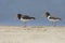 Pair of American Oystercatchers on a Beach