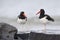 Pair of American Oystercatchers perched on some rocks - Honeymoon Island State Park, Florida