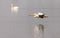 A pair of American white pelicans floating and flying on a Northeastern Colorado lake.