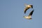 Pair of American White Pelicans Flying in Blue Sky