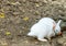 Pair Of Angora Rabbit