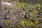 Pair of anhinga birds