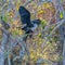 A pair of Anhingas mating near the Anhinga trail.Everglades National Park.Florida.USA