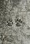 pair of animal prints cat trail froze on a concrete path in th