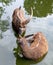 A pair of Antelope West African Sitatunga - Tragelaphus spekii