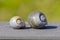 Pair Of Apple Snail Shells