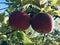 pair of apples in apple tree blue skies , Brookfield Orchard Brookfield ma