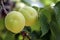 A pair of apricots growing on apricot tree