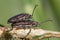 Pair of aquatic leaf beetles Donacia distincta copulating