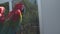 pair Ara chloropterus red and green macaw resting on a perch in zoo park