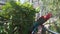 pair Ara chloropterus red and green macaw resting on a perch in zoo park