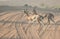 A pair of arabian gazelles crossing a desert road during early morning hours. Dubai, UAE.