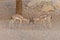 A pair of Arabian Sand Gazelles Gazella marica in the rocks of the United Arab Emirates UAE fighting and locking horn or