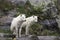 A pair of Arctic Wolves