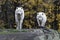 Pair of Arctic Wolves in a fall, forest environment