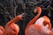 Pair of Arguing Flamingos