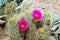 A pair of Arizona Prickly Pear cactus flower