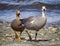Pair of ashy-headed  geese running on the beach in Argentina