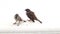 A pair of Asian sparrow on a white background.