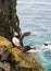 Pair of atlantic puffins