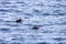 A pair of Atlantic puffins in the Arctic ocean, Svalbard