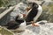 Pair of Atlantic Puffins making eye-contact on Machias Seal Island, Canada