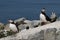 A Pair of Atlantic Puffins Protecting Their Nest in Maine