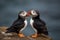 A pair of Atlantic Puffins stand on an Icelandic rock beak to beak AI generated