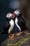 A pair of Atlantic Puffins stand on an Icelandic rock beak to beak AI generated