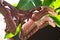 A pair of Atlas Moths mating.